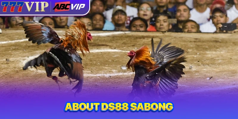 About DS88 Sabong