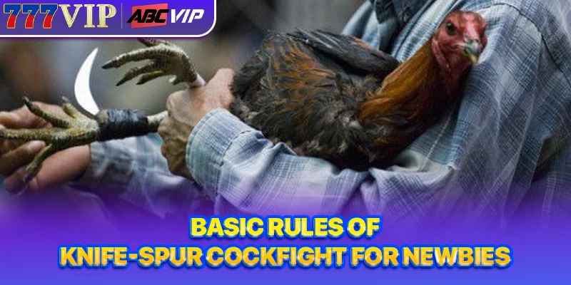 Basic rules of knife-spur cockfight for newbies