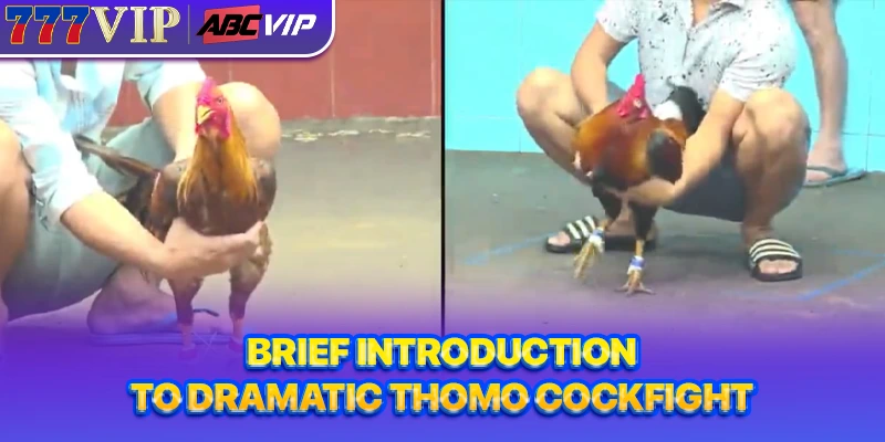 Brief introduction to dramatic Thomo cockfight