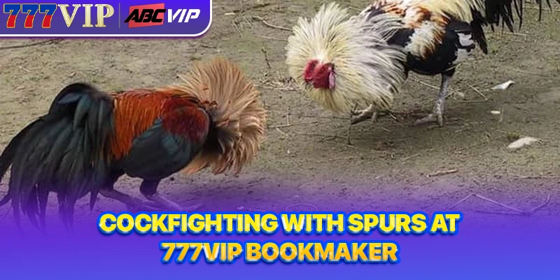Cockfighting with spurs at 777VIP bookmaker