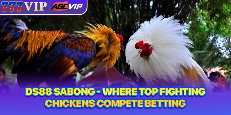 DS88 Sabong