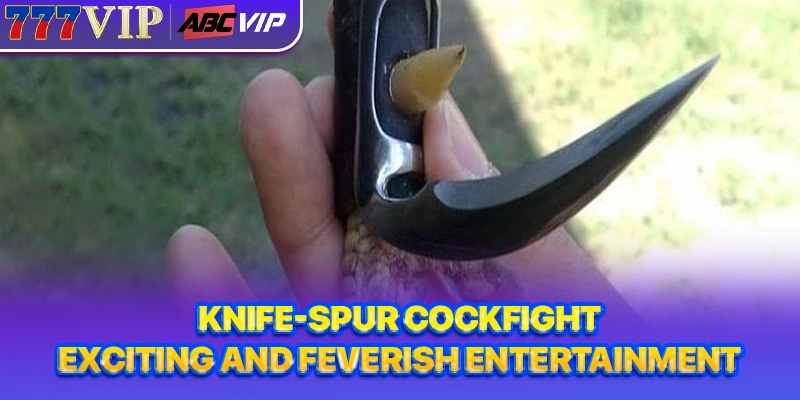 Knife-spur cockfight 777VIP