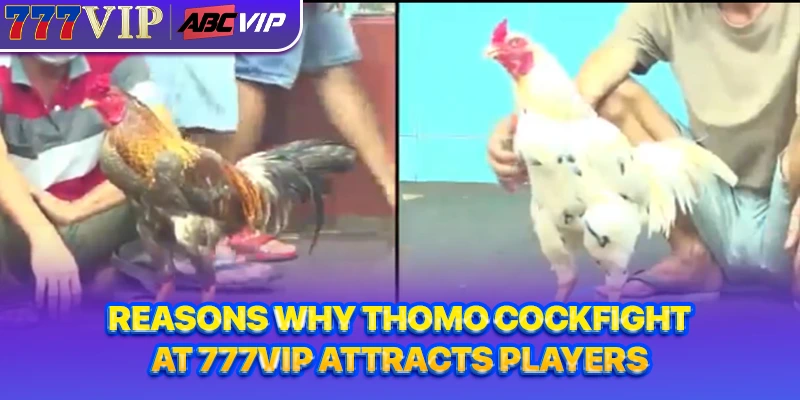 Reasons why Thomo cockfight at 777VIP attracts players