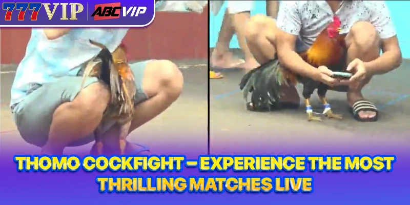 Thomo cockfight 777VIP