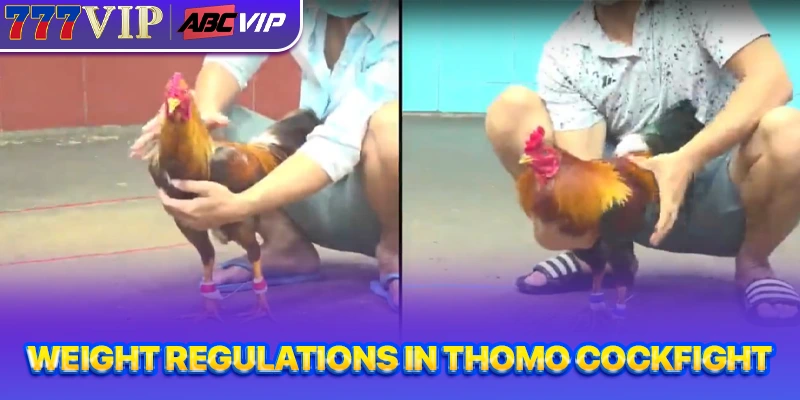 Weight regulations in Thomo cockfight
